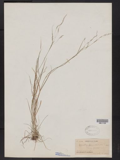 Agrostis perennans