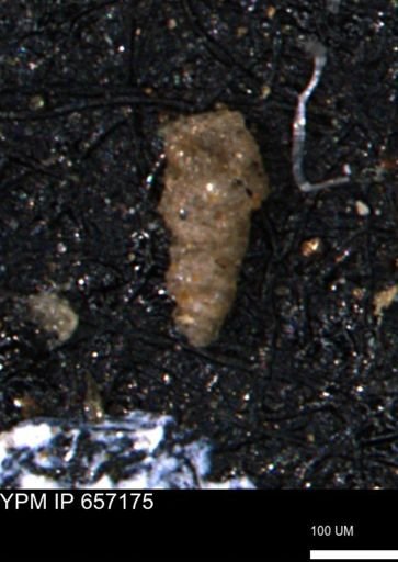 Verneuilinoides hectori