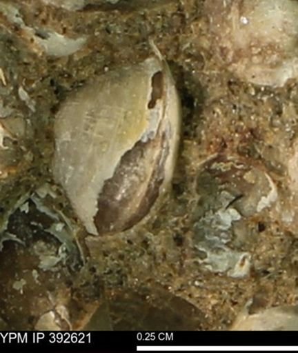 Protocardia subquadrata