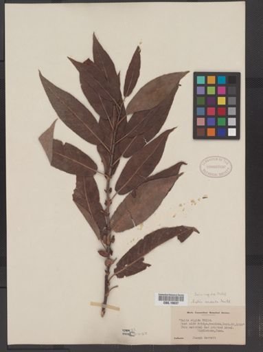 Salix rigida
