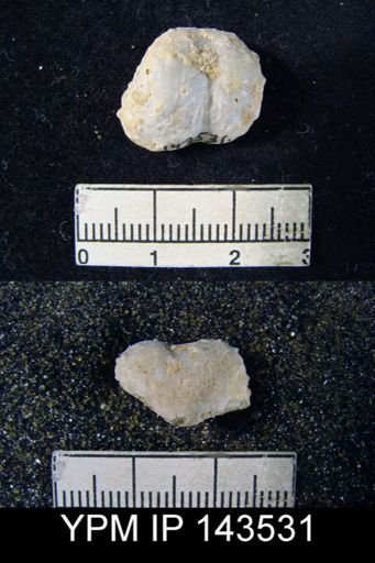 Marginifera typica