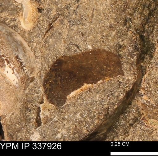 undet. Mollusca