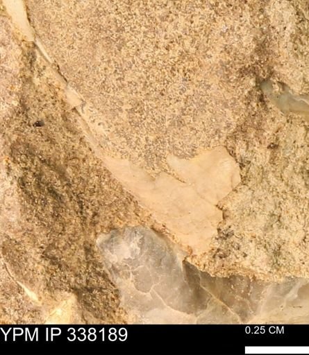 undet. Mollusca