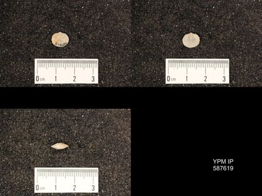 Rhipidomella hybrida