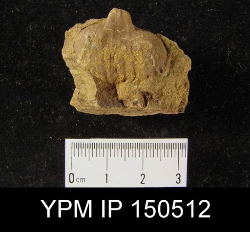 Orthorhynchula sp.
