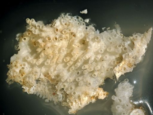 Tubulipora egregia