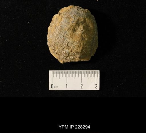 Juresania sp.