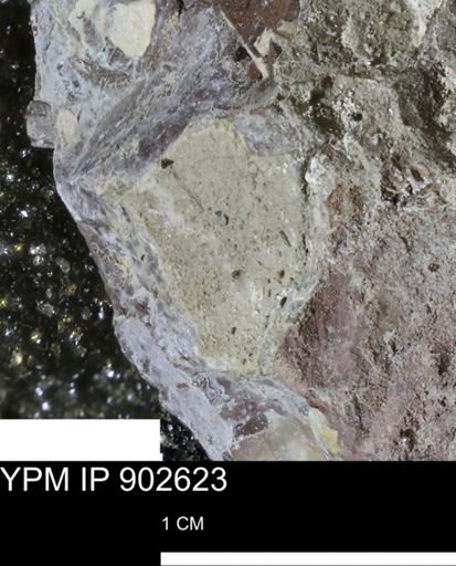 undet. Bivalvia