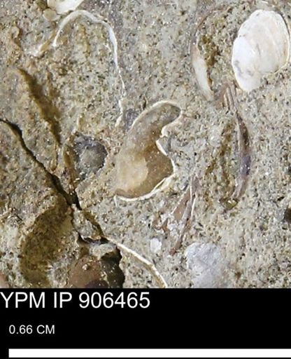 undet. Bivalvia
