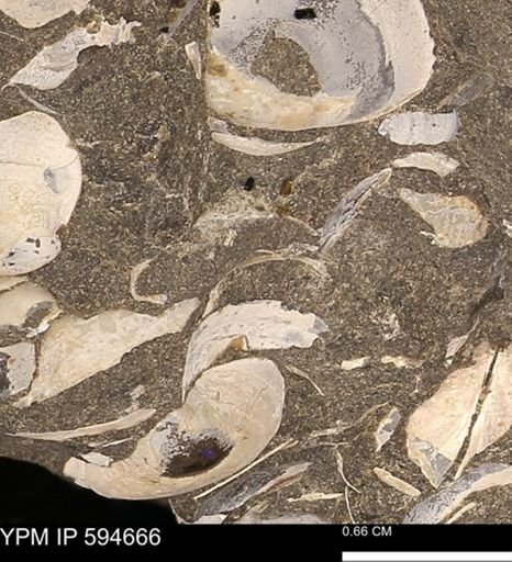 Protocardia sp.