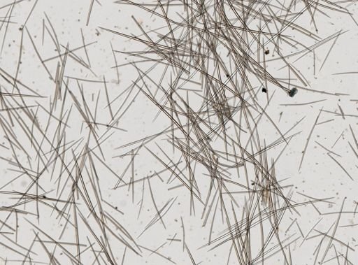 Halichondria (Eumastia) sitiens