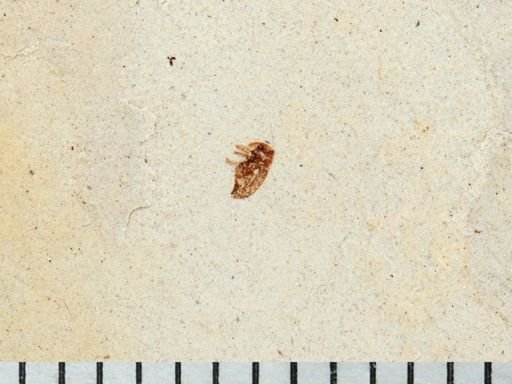 undet. Curculionidae