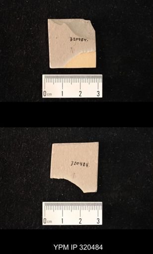 undet. Diptera