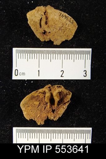 Oriskania navicella
