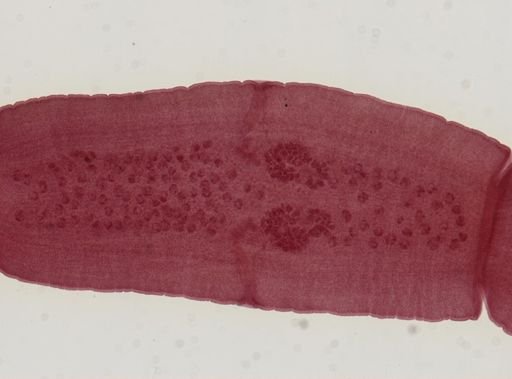 Dipylidium caninum