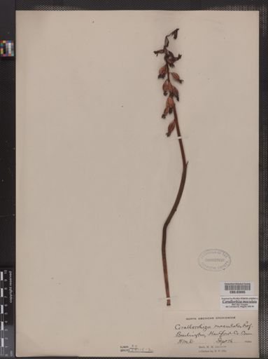 Corallorhiza maculata