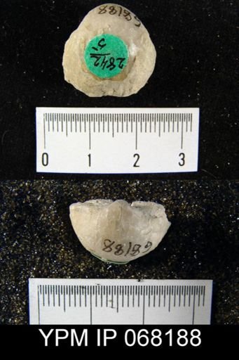 Gypidula sp.