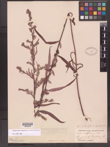Symphyotrichum lateriflorum