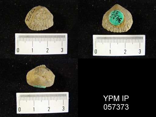 Uncinulus sp.