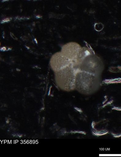 undet. Foraminiferida