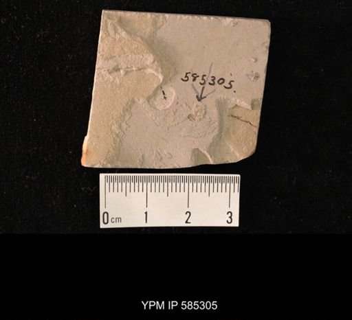 undet. Coleoptera