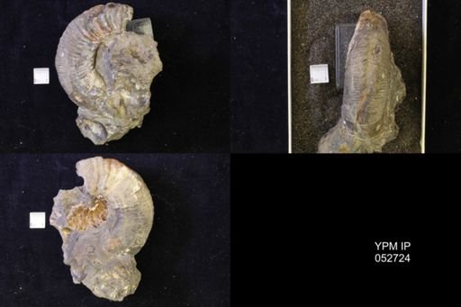 Jeletzkytes nebrascensis