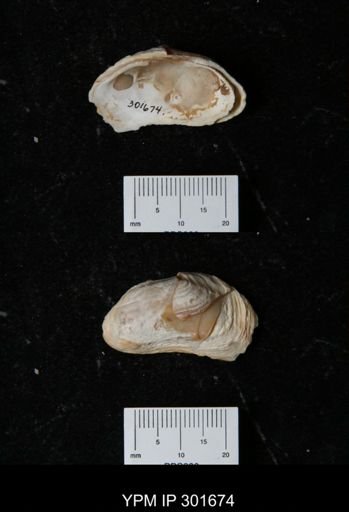 Hiatella arctica