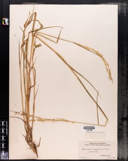 Leersia oryzoides