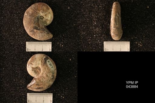 Hoploscaphites nicolletii