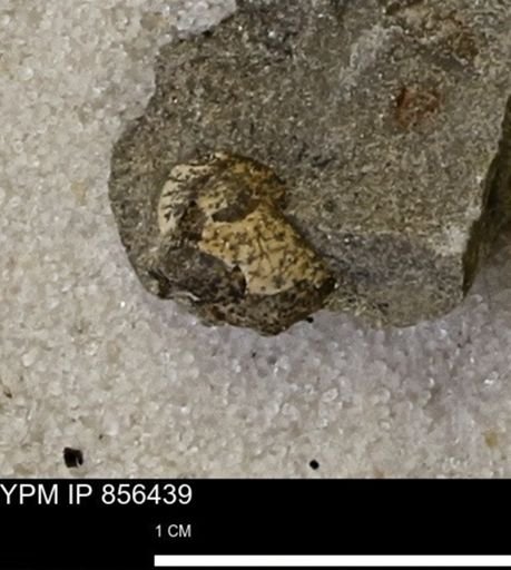 Limopsis striatopunctatus