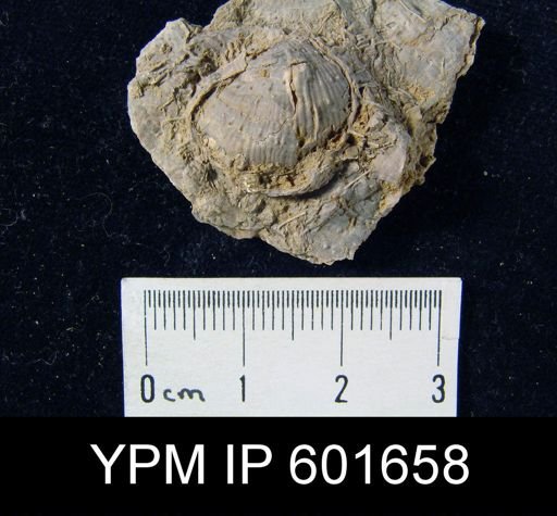 Avonia sp.