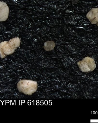 undet. Foraminiferida