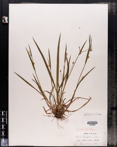 Carex laxiflora