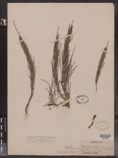 Equisetum arvense