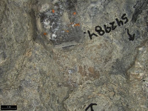 Aplocoma damesii