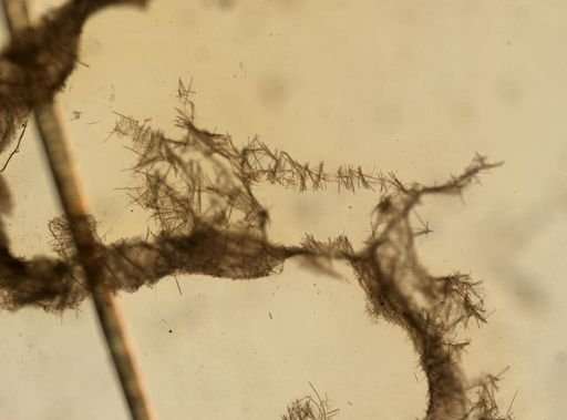 Tedania ignis
