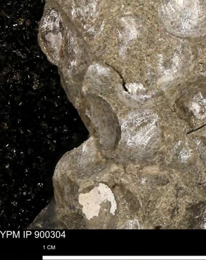 Anomia gryphorhyncha