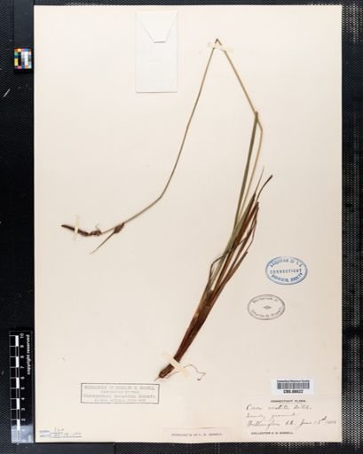 Carex