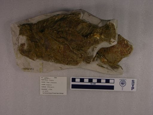Beryx ornatus