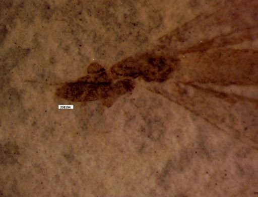 undet. Staphylinidae