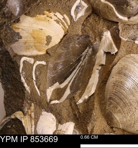 Limopsis striatopunctatus