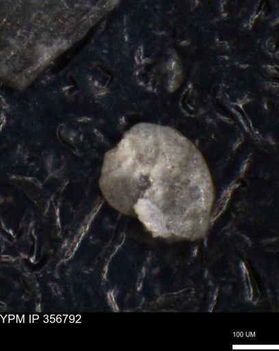 undet. Foraminiferida