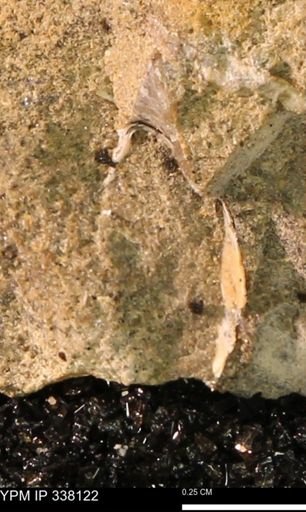 undet. Bivalvia