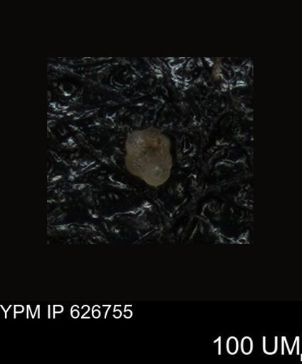 undet. Foraminiferida