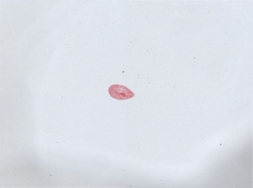 Paramecium aurelia