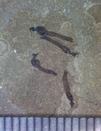undet. Nematocera