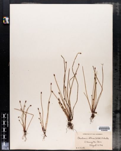 Eleocharis obtusa