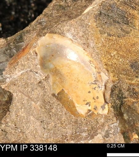 undet. Bivalvia