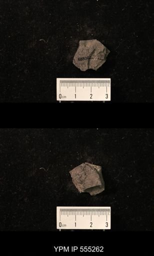 Productus cora