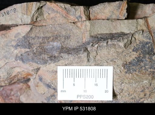 Eoconularia?